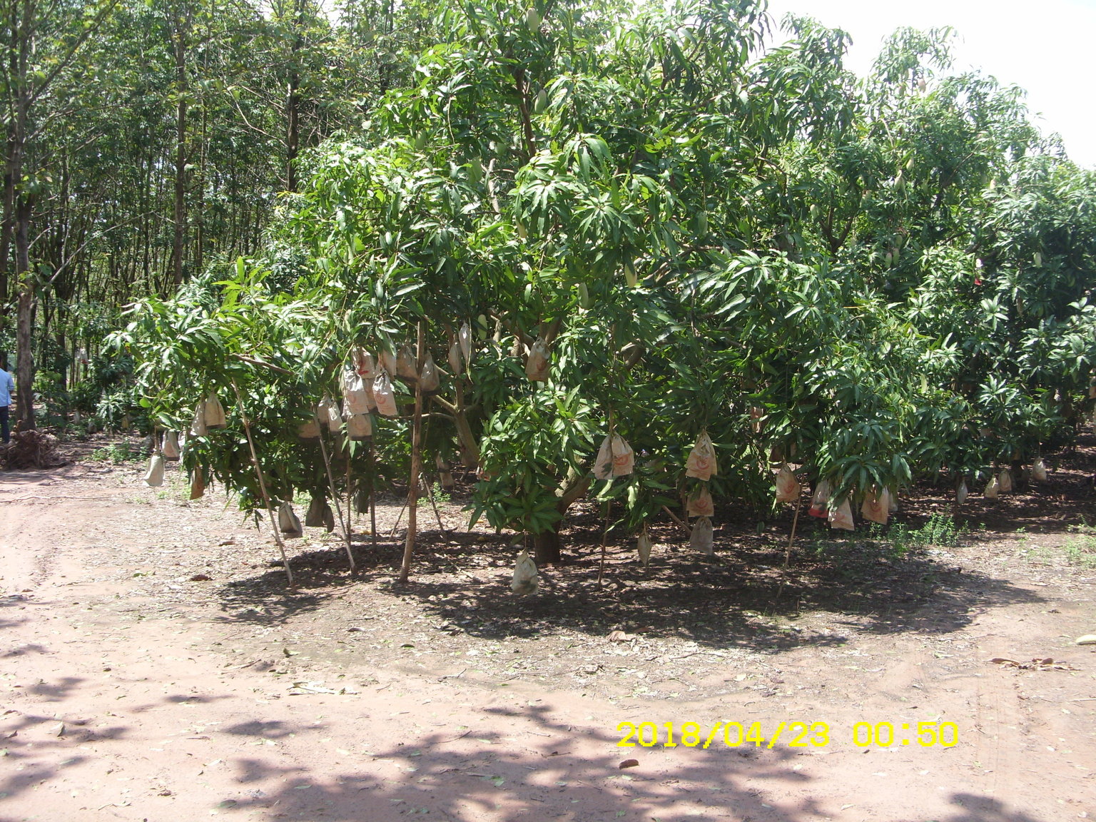 SN852090.thumb.JPG.10a57804a7fce0180ea314368bcc22d6.JPG