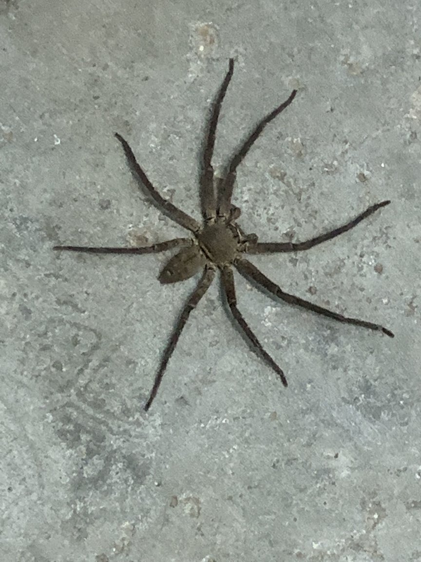 Spider.jpeg