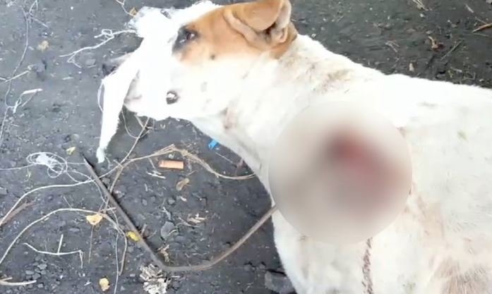 dog.JPG