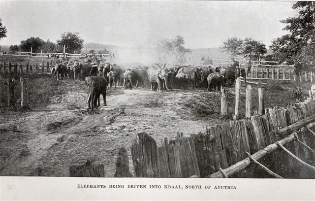 driving-elephants-into-kraal-ayuthia.jpg.4db36999b485f821724e347b5ef6c538.jpg