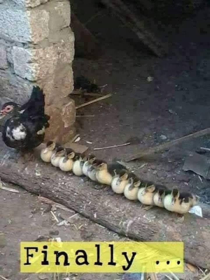 ducks.jpg.25ed15a1ef8af703ea24c79a471aa9ea.jpg