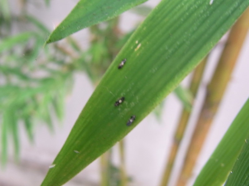 insects.jpg.1012c73ff74e58d6114670da20343303.jpg