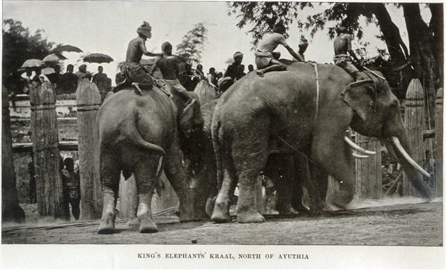 kings-elephants-kraal-ayuthia.jpg.e675199cec37aa77a01d2e629412c17b.jpg