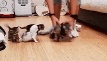tenor.gif.d7e3a0712b27ad2da711357e3f37a03d.gif