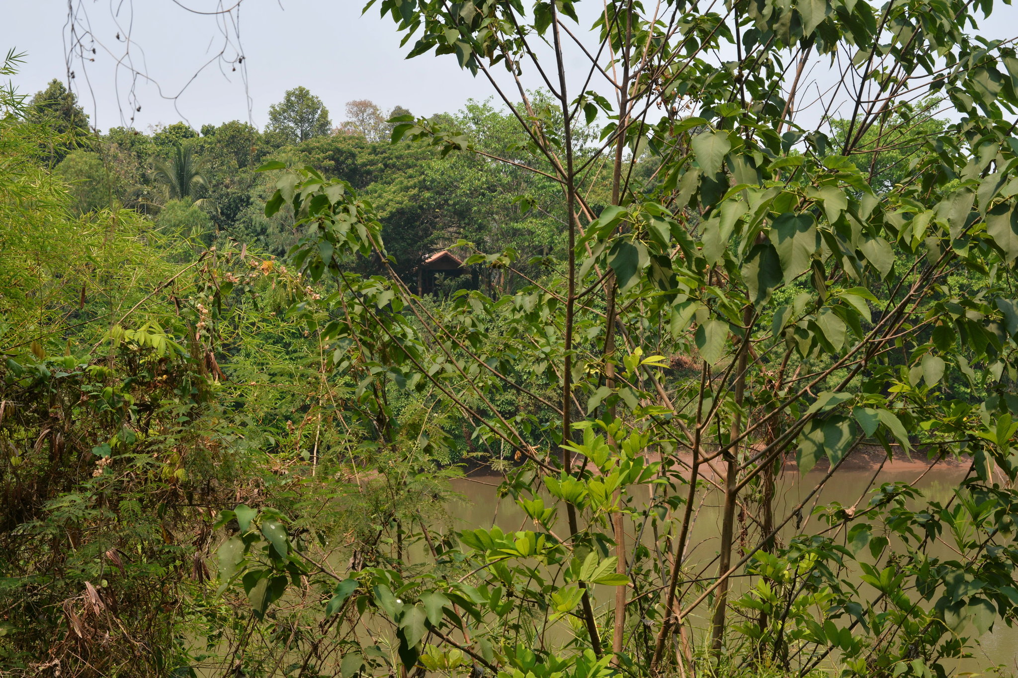 house river view.JPG