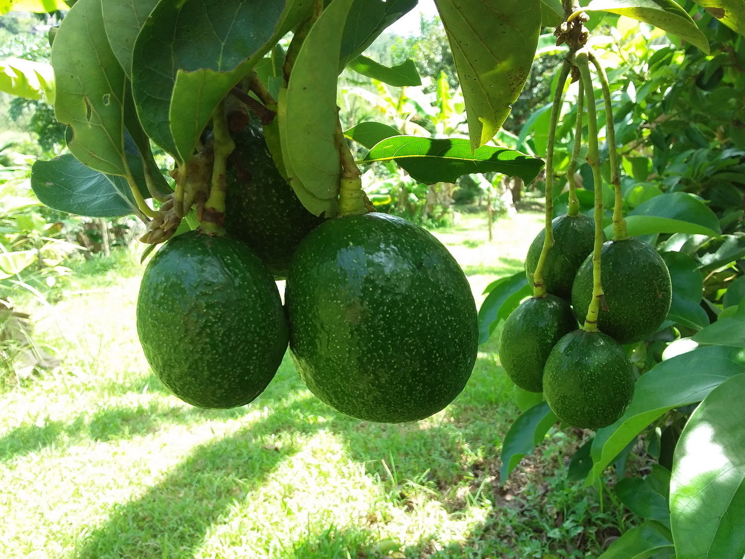 Avo2 Re.jpg