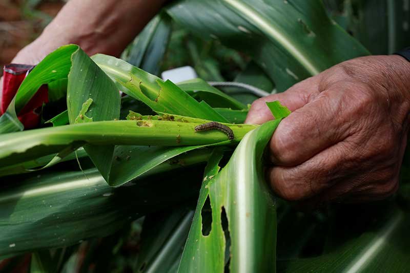 2019-06-20T063406Z_1_LYNXNPEF5J0EY_RTROPTP_4_CROPS-ARMYWORM-ASIA.JPG