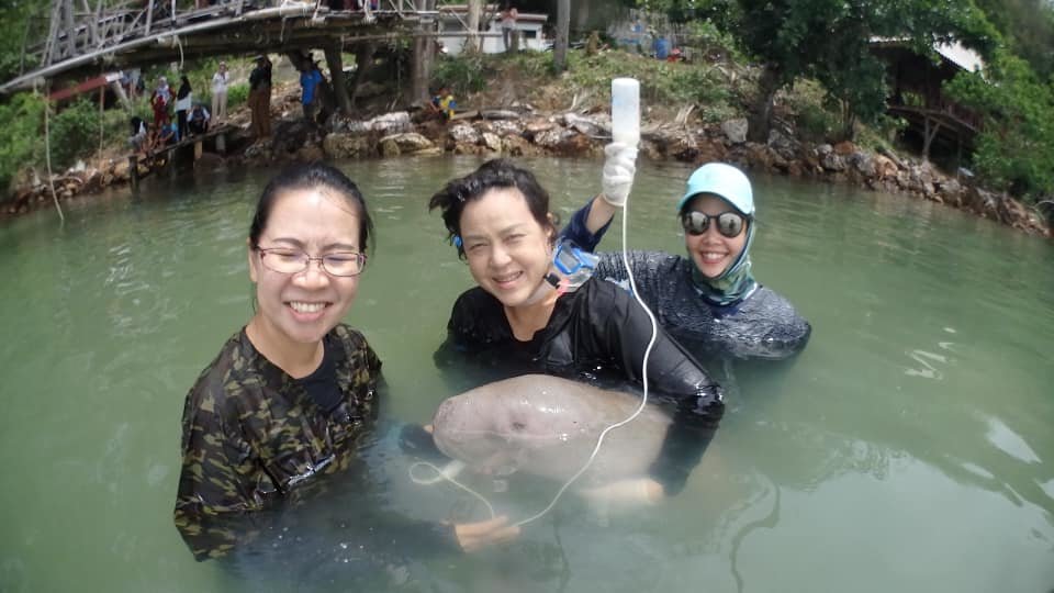 พะยูน.jpg