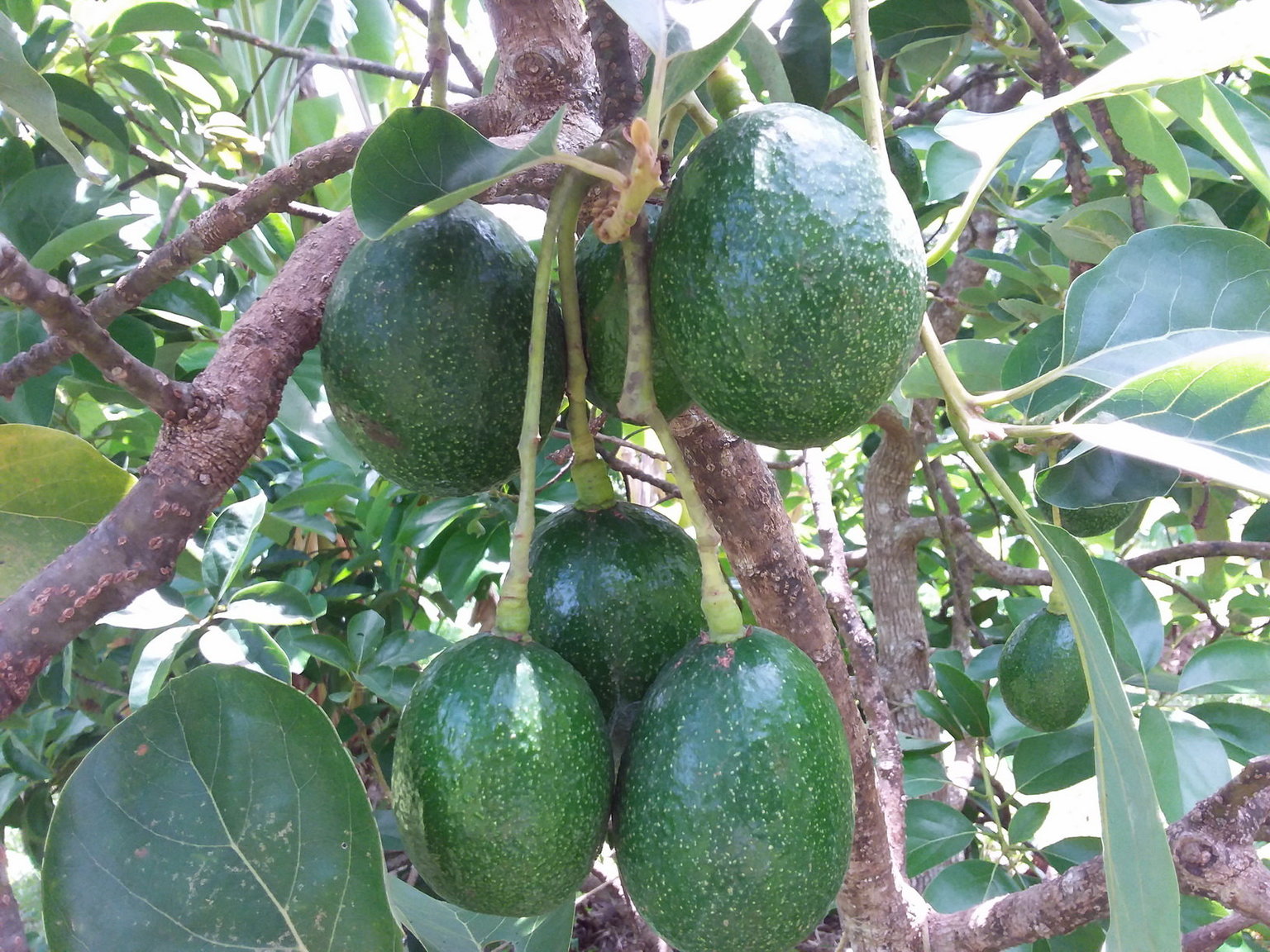 Avo 1 re.jpg