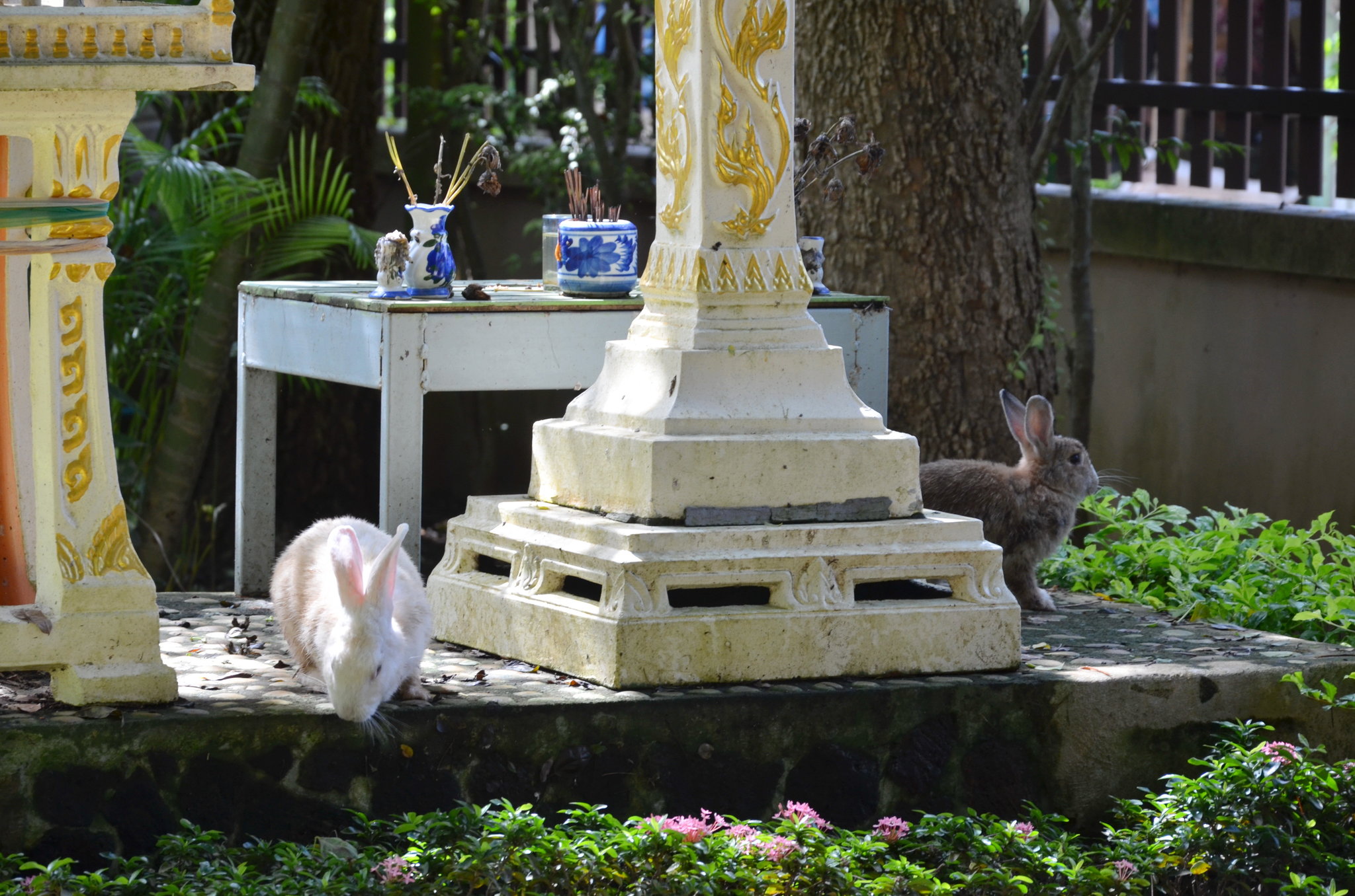 spirit house rabbit.JPG