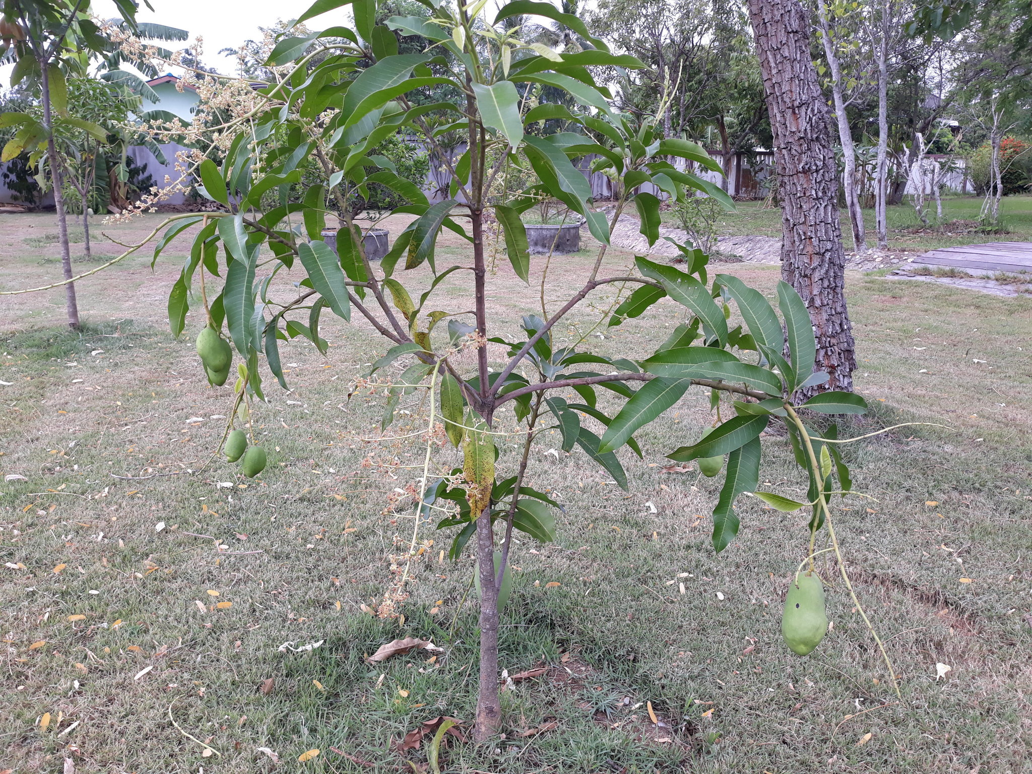 mango tree.jpg