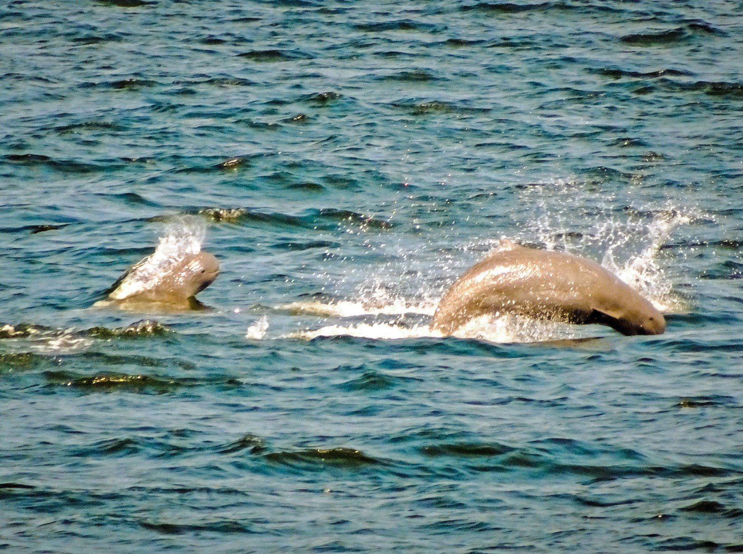981554849_DSC05340_edited_edited1_editedbluegreen(Large).jpg.b57fcabe30c56c02a1fdf60803b2f6f8.jpg