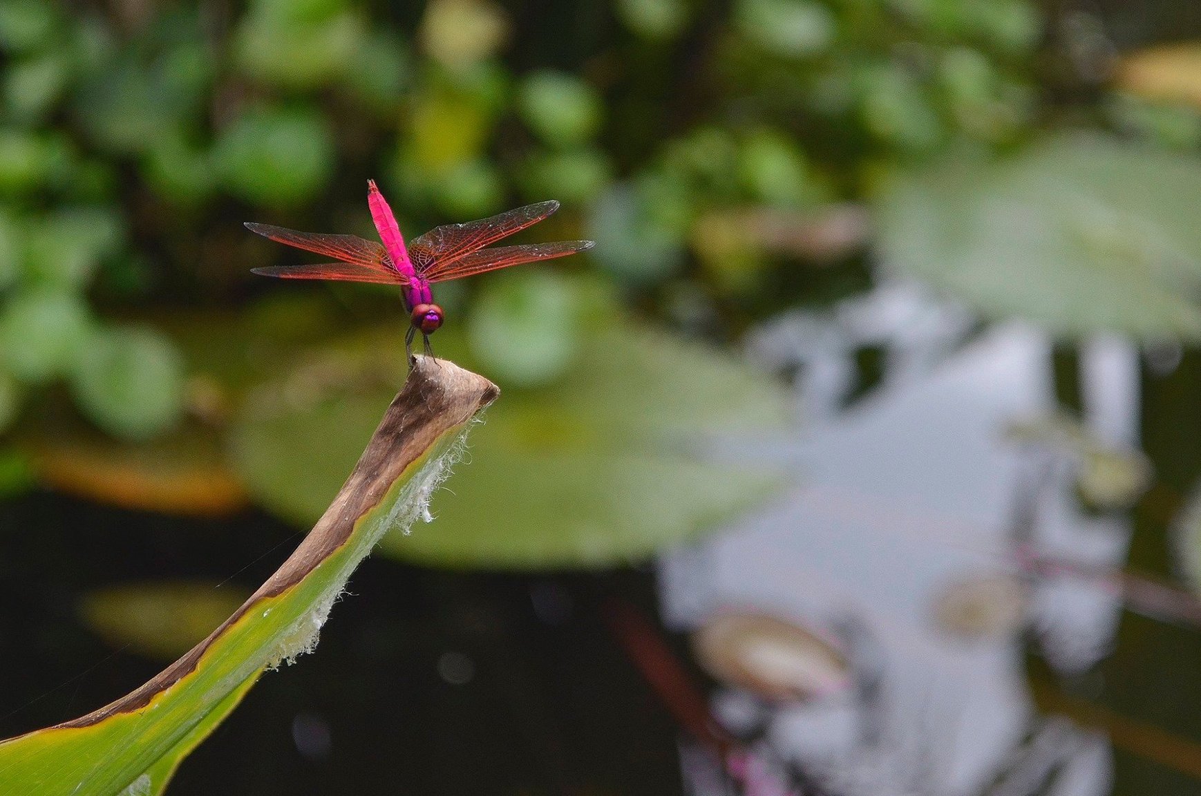 DRagonFly.jpg