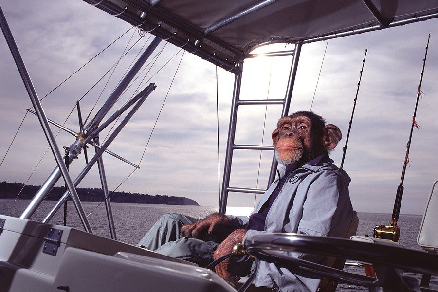 Monkey-on-a-yacht.jpg.daf4418cf69bbc39a2329e24dfb3d443.jpg