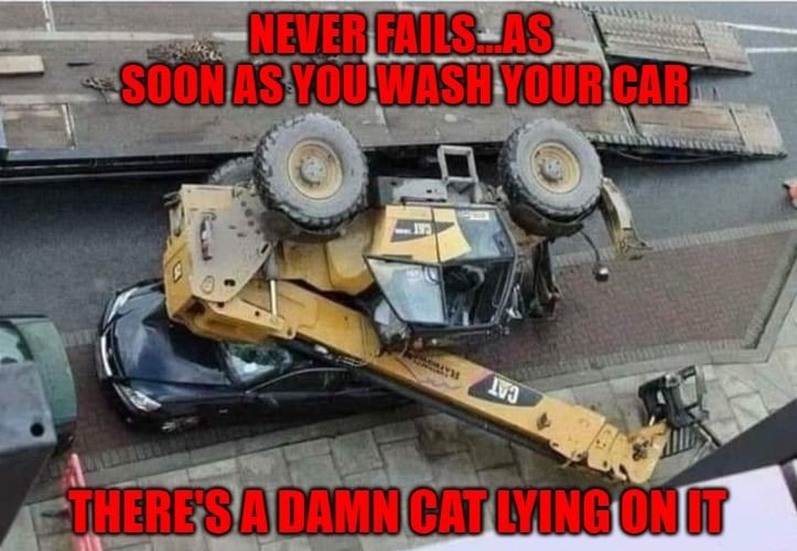 cat.jpg.7a3b4ee74fcc80f9cf4fbf827e7a054f.jpg