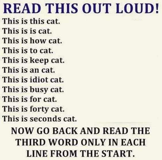 cat.jpg.8706eadc50e1f623712cef2a6df4769e.jpg