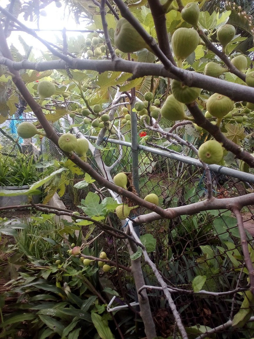 figs.jpg