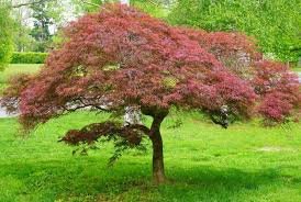 japMaple.jpg.7264a834d5897b76e4053466a76df8c5.jpg