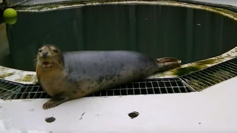 skynews-seal-singing-st-andrews_4698822.jpg