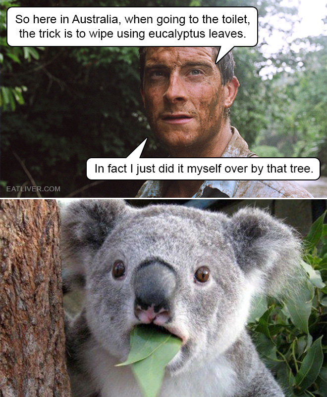 survival.jpg.cd5e39551cceb5af69f86a01426a3185.jpg