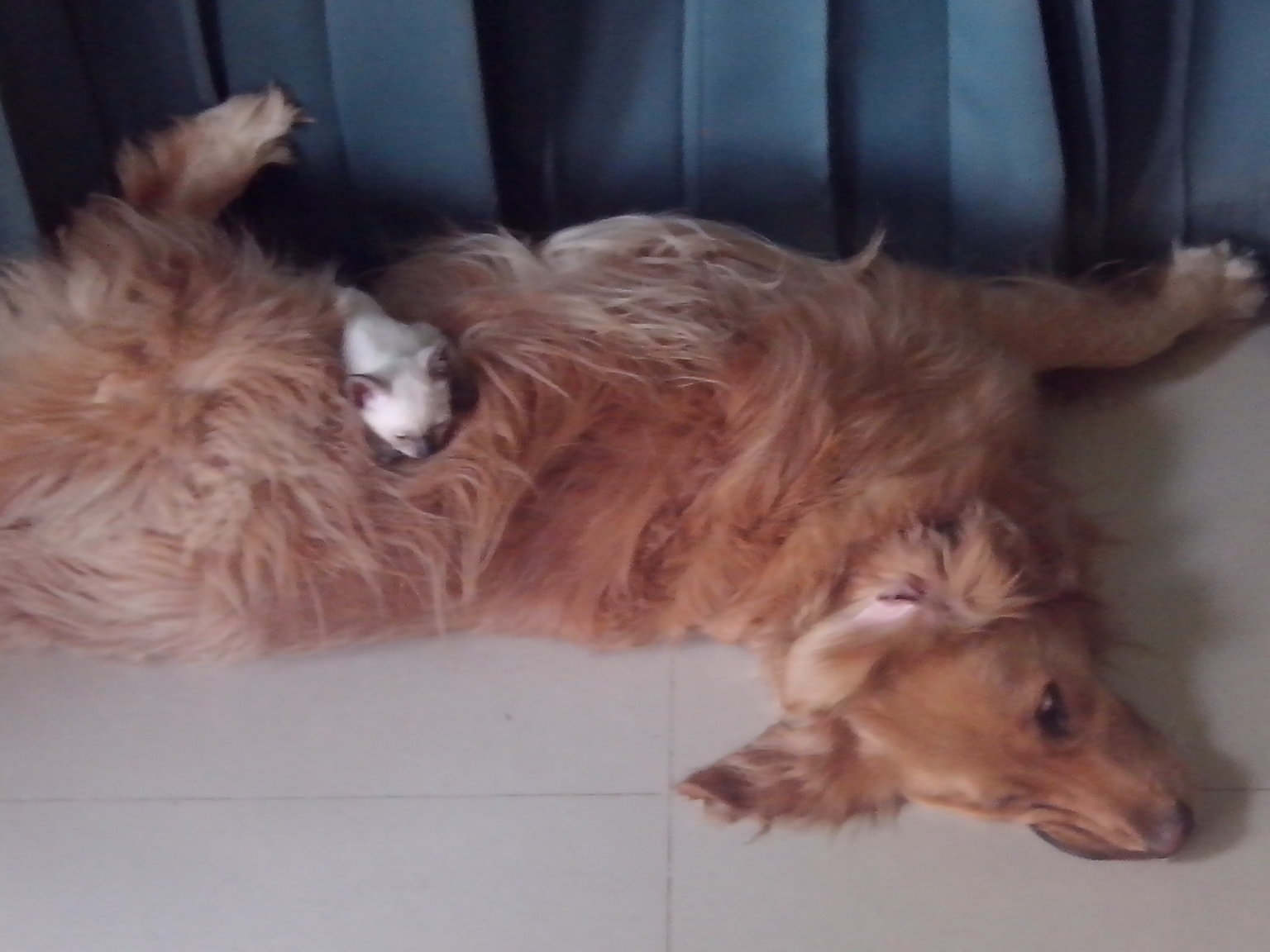 Cat&Dog.jpg