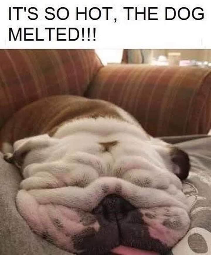 644237484_dogmelted.jpg.120b4cc02450f8ca79fce8e4e2fb33d1.jpg