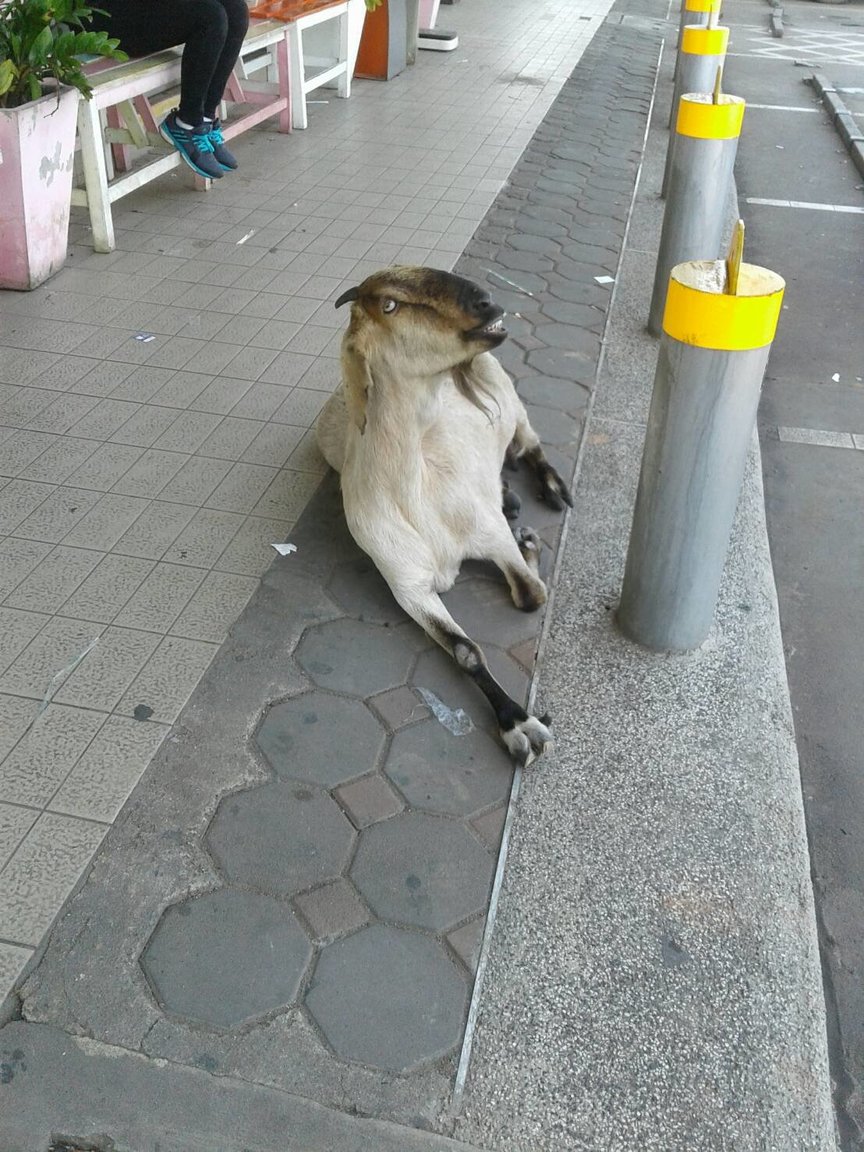 986071364_Goat2.thumb.JPG.59fd1eb45279429a5bb47df947e1e6c8.JPG