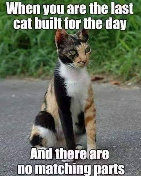 Cat.jpg.4115258b57ce69c54398c582e41eebe5.jpg