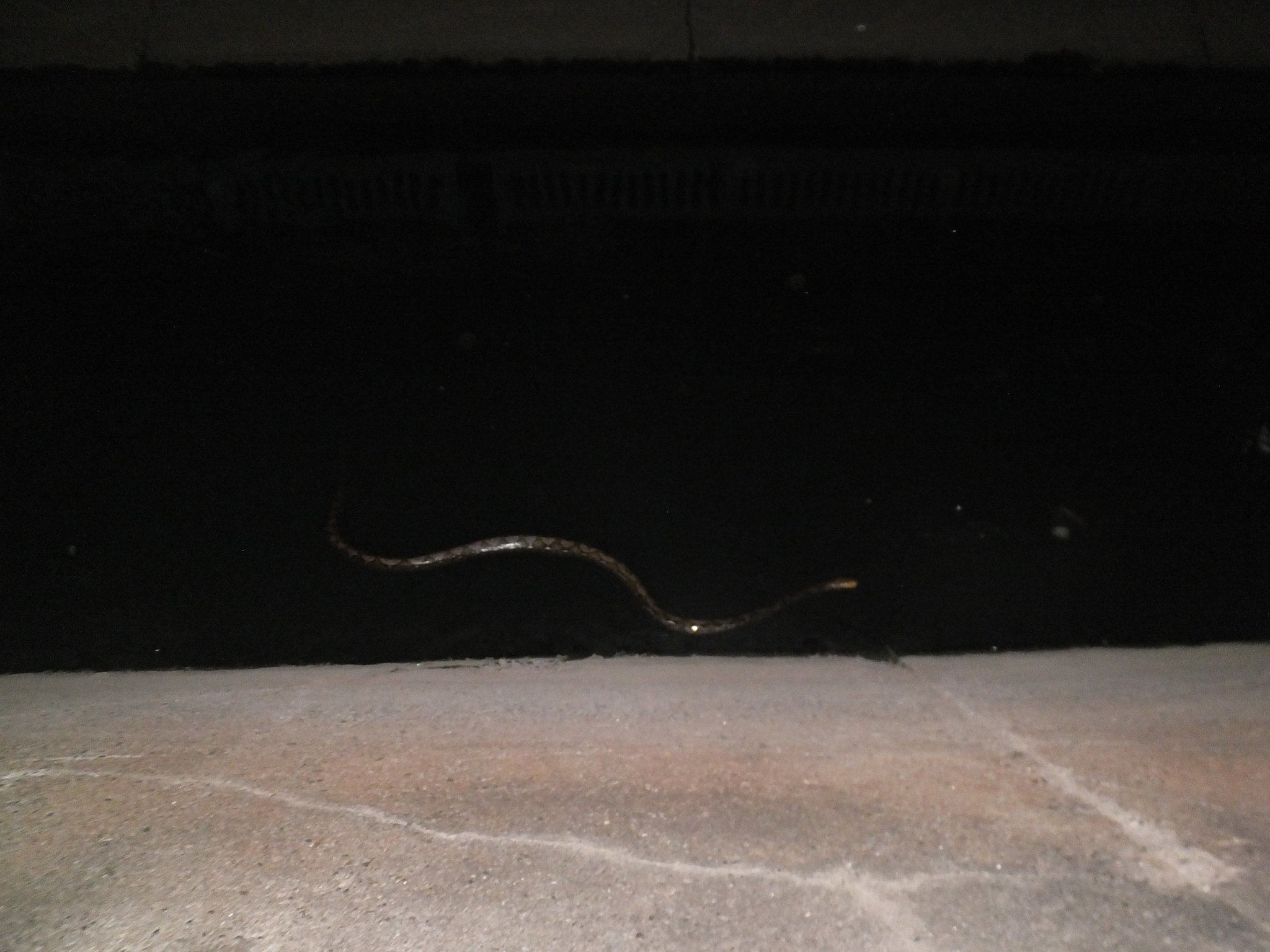 DSCF4106.JPG