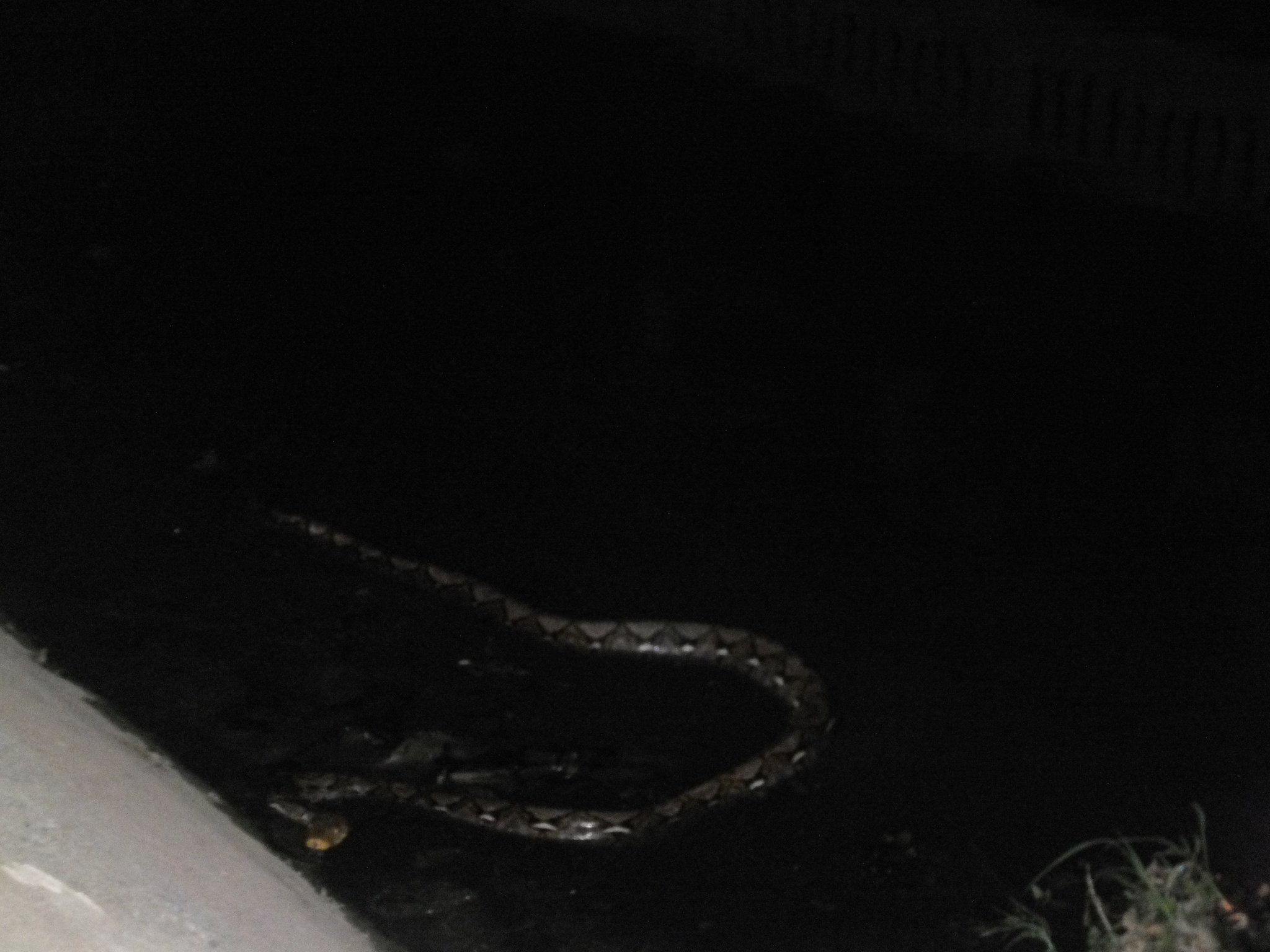 DSCF4116.JPG