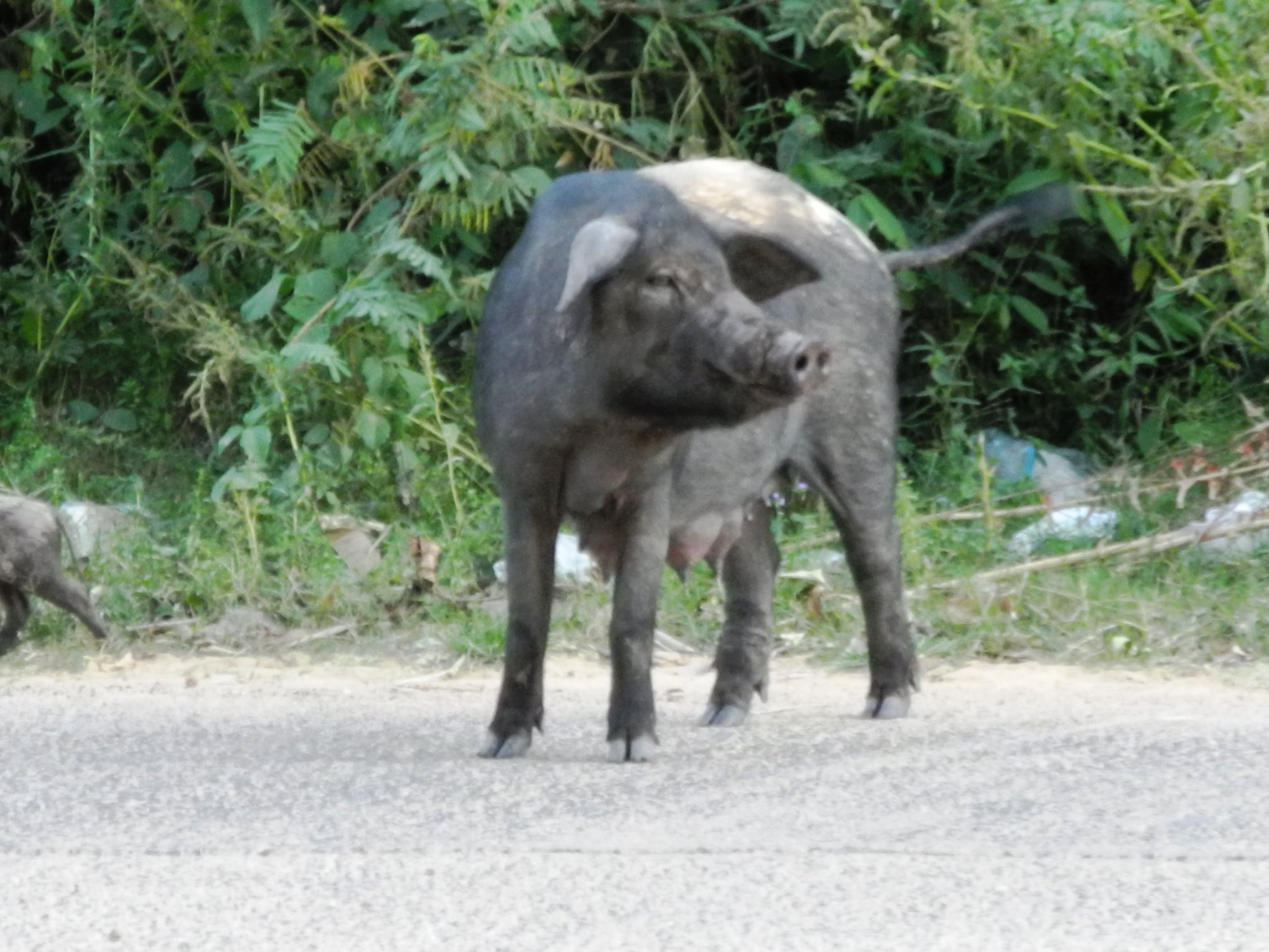 DSCN4609.JPG