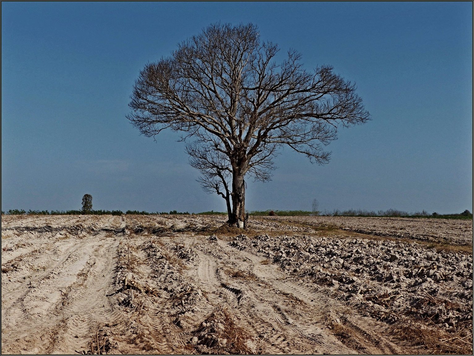 P1010718_bis_Issan_tree.thumb.JPG.b3346b4d94a7f09ca2a70641afbdff5f.JPG
