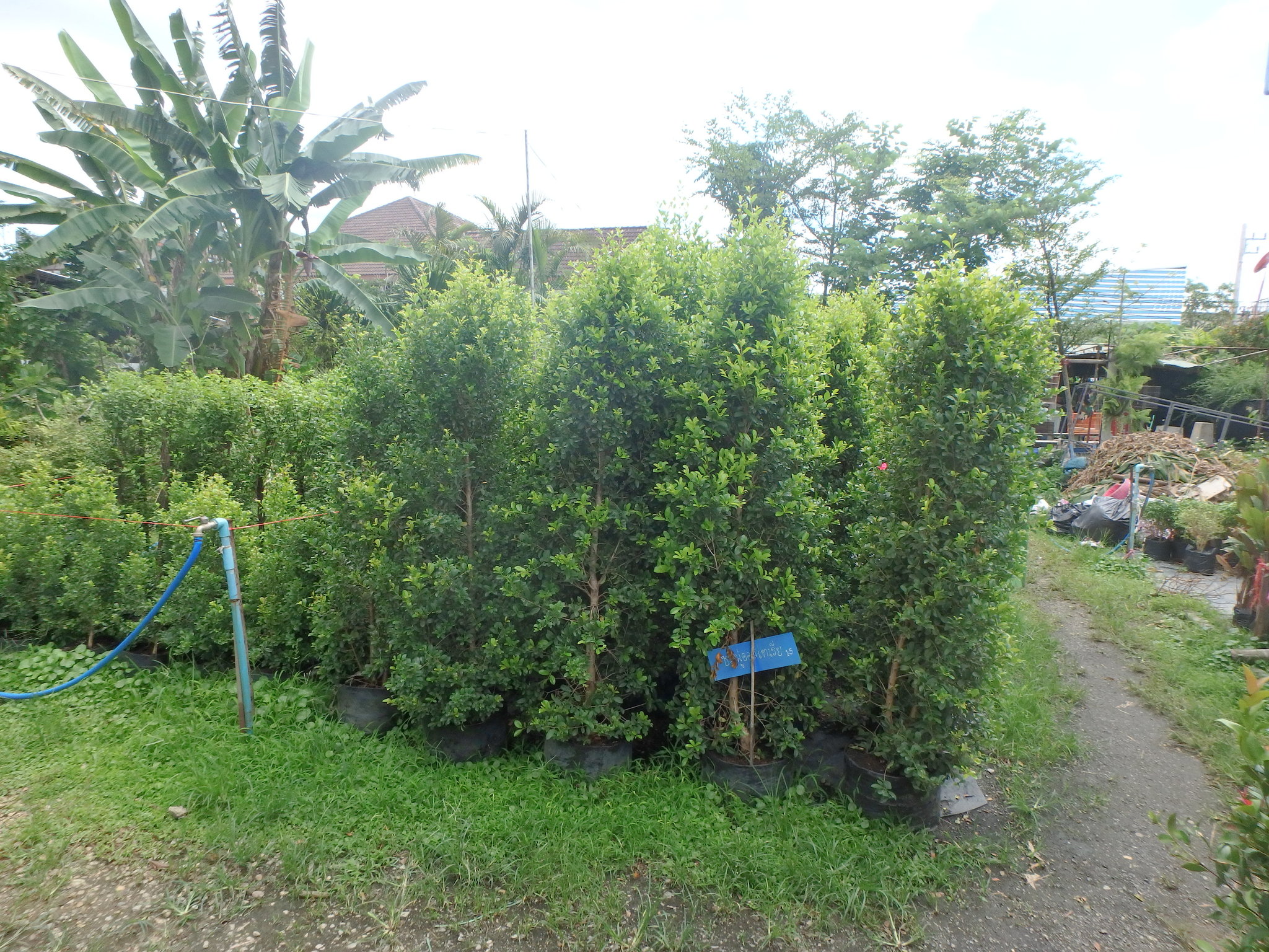 P6270239.JPG