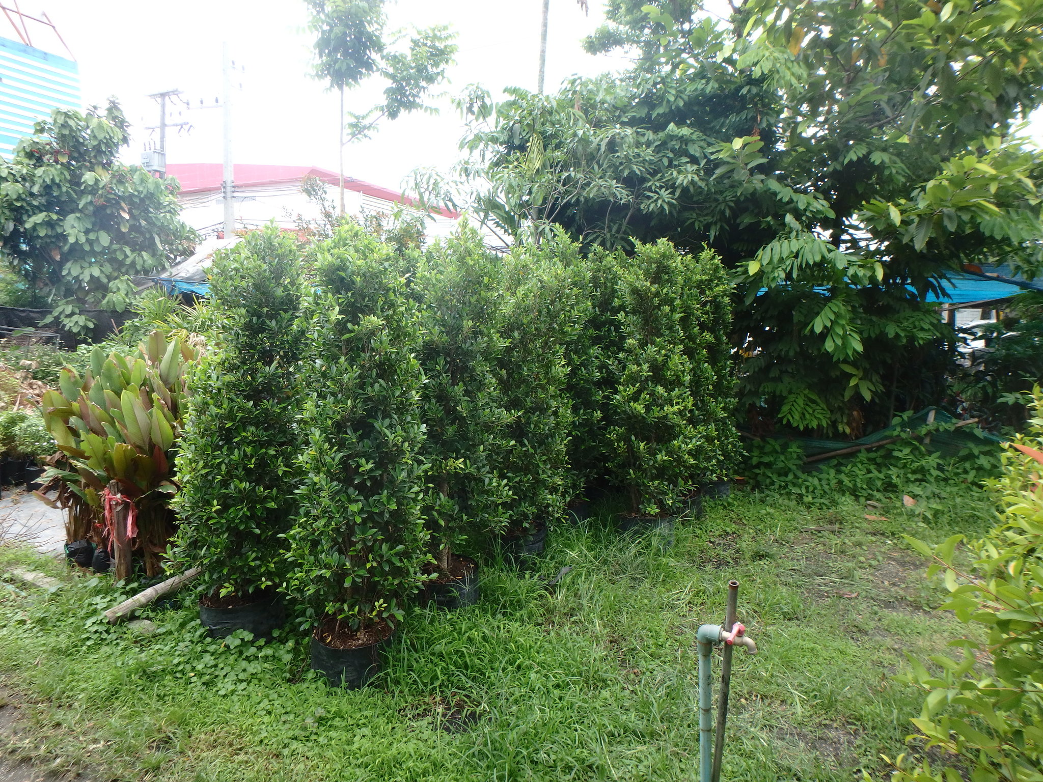 P6270240.JPG