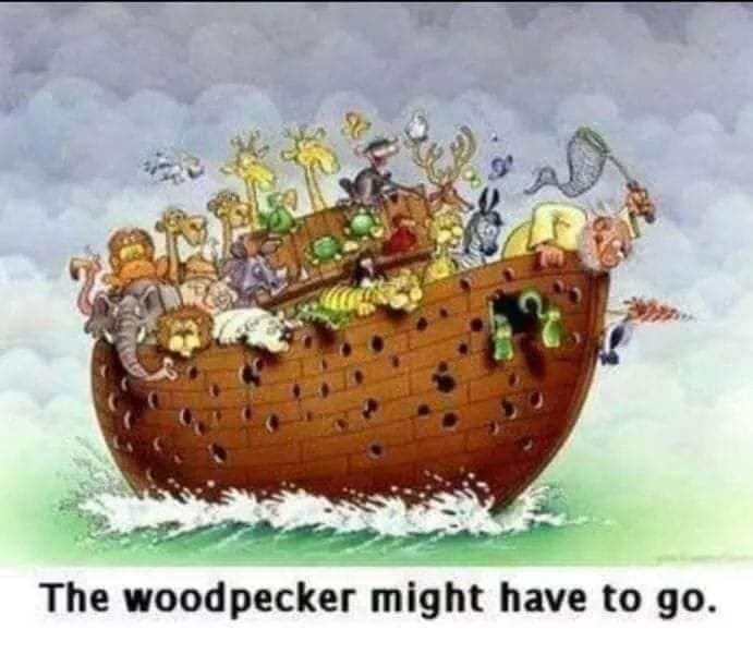 Woodpecker.jpg.78c4bb02260eee8f92e030a807bbd7e1.jpg
