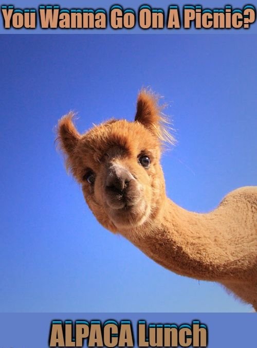 alpaca.jpg.439de93bc61e6c13d78ce2c12b7ed7fd.jpg