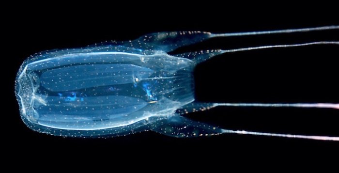 box-jellyfish-appearance.jpg