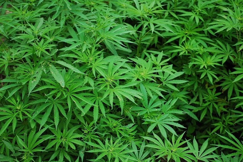 cannabis.jpg