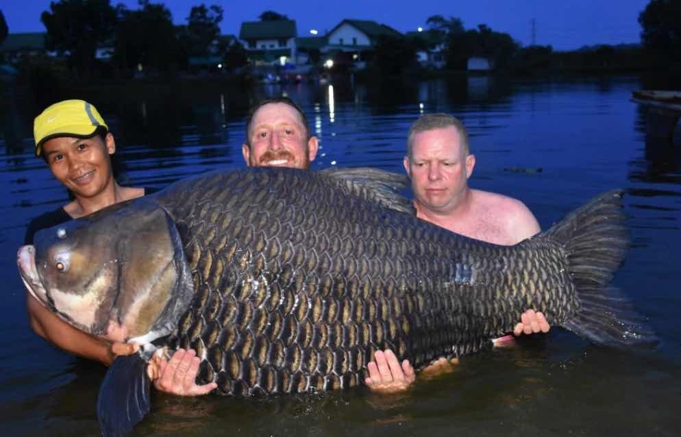 carp.jpg