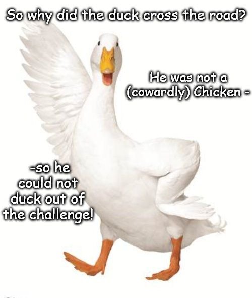 duck.jpg.264bf7a346c1154b4013bafcc6e24c9a.jpg