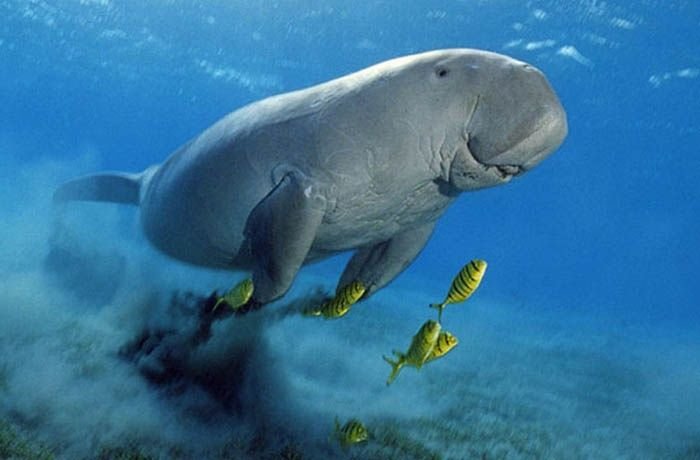dugong.jpg