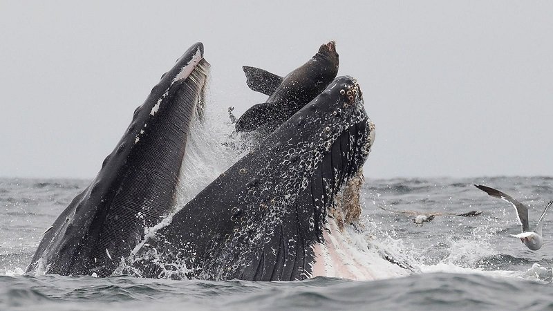 skynews-whale-sea-lion_4730905.jpg