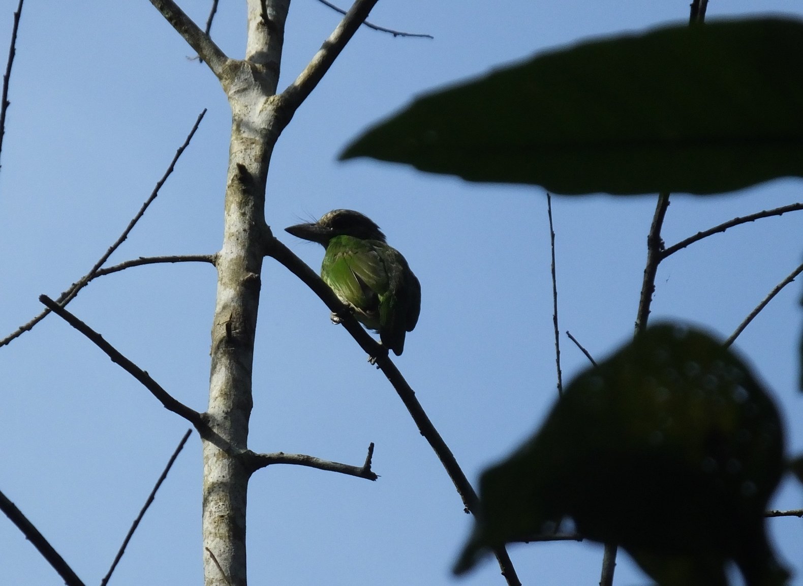 Green-eared Barbet.jpg
