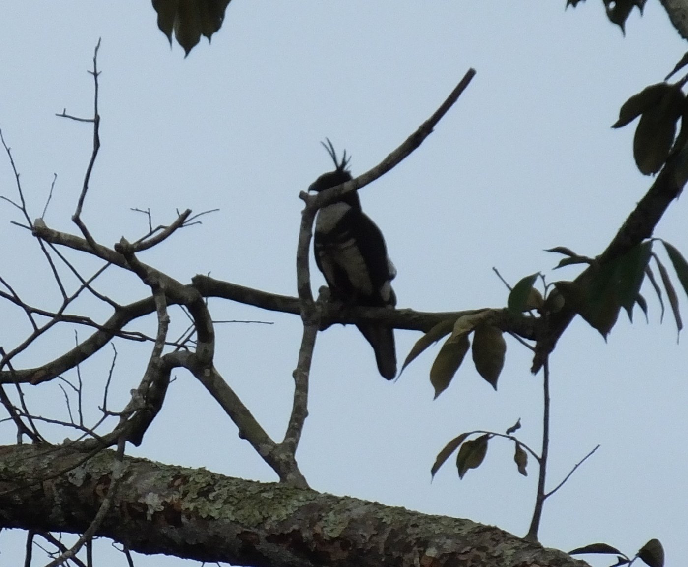 Black Baza.jpg
