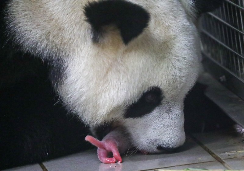 2019-08-09T112727Z_1_LYNXNPEF780XN_RTROPTP_4_BELGIUM-PANDAS.JPG