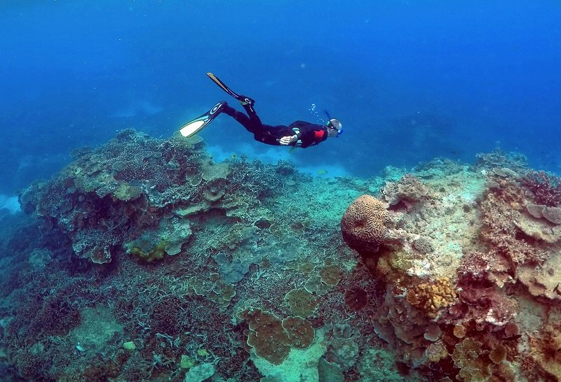 2019-08-30T072129Z_1_LYNXNPEF7T0GP_RTROPTP_4_AUSTRALIA-ENVIRONMENT-CORAL-REEF.JPG