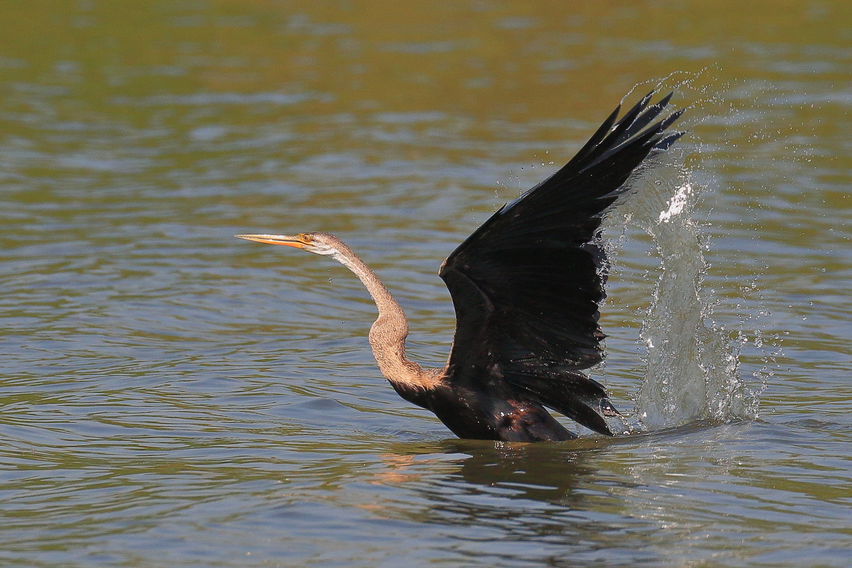 Anhinga 01.JPG