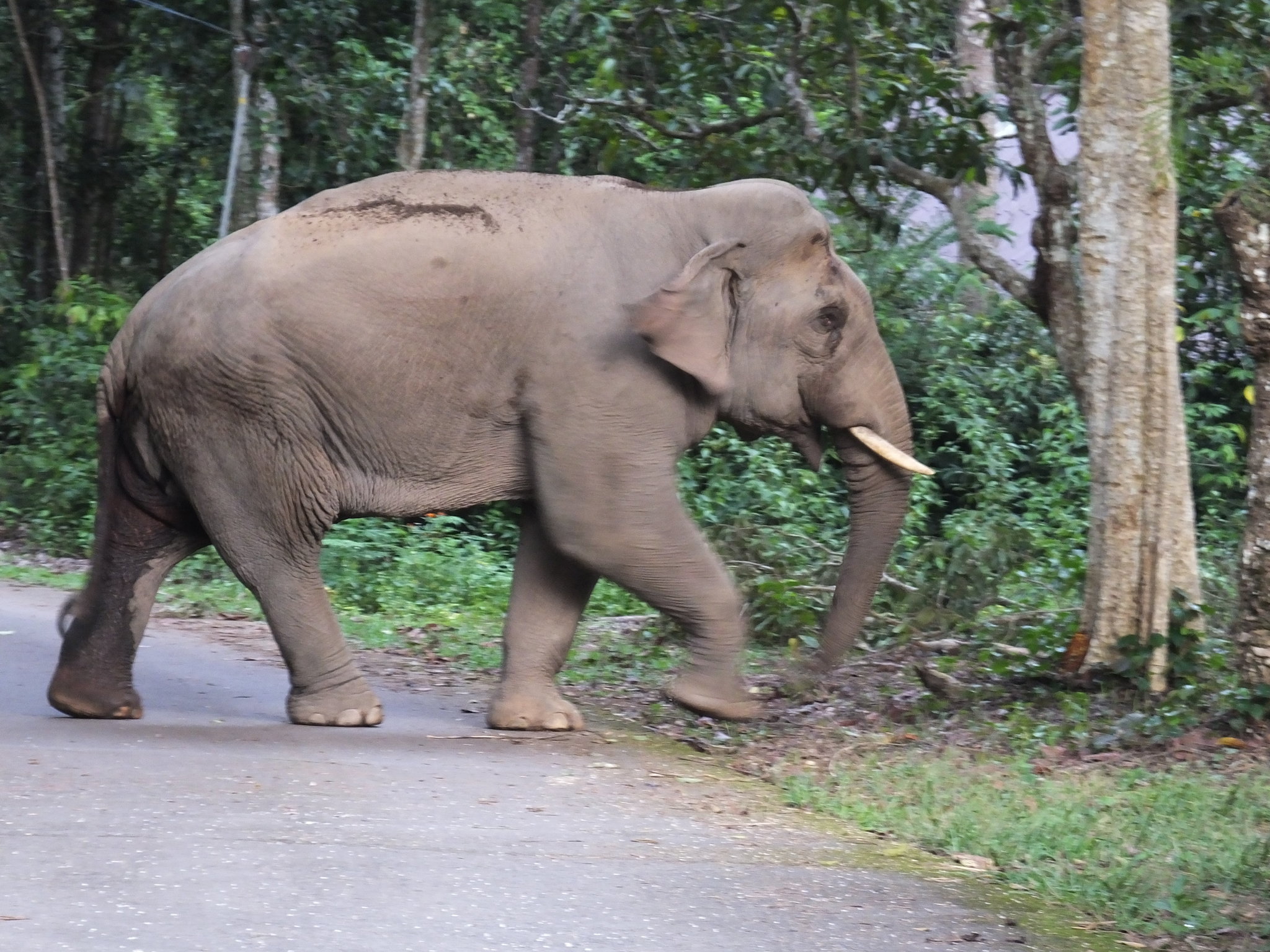 Elephant 3.JPG