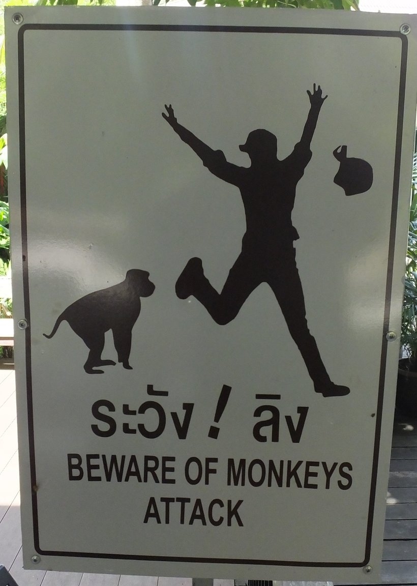 Monkey Attacks.jpg