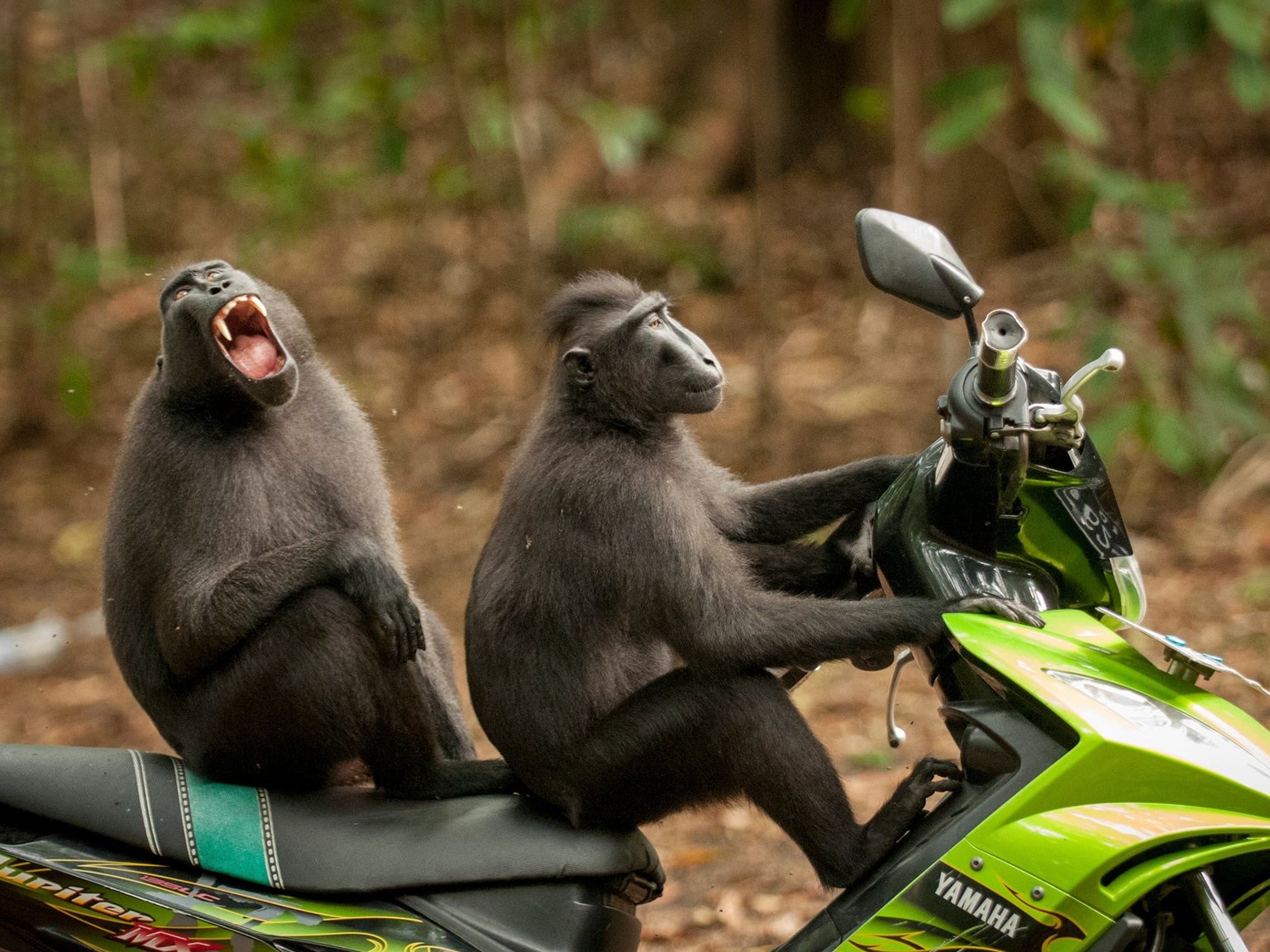 comedy-wildlife-photography-13.thumb.jpg.ab6c51bbfc7f59ae400099660a656b63.jpg